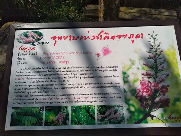 ต้นชมพูภูคา พันธุ์ไม้หายากแห่งดอยภูคา จ.น่าน